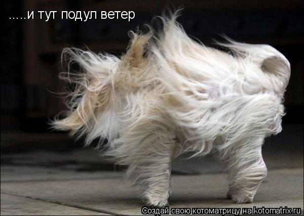 .....и тут подул ветер... Котоматрица: .....и тут подул ветер