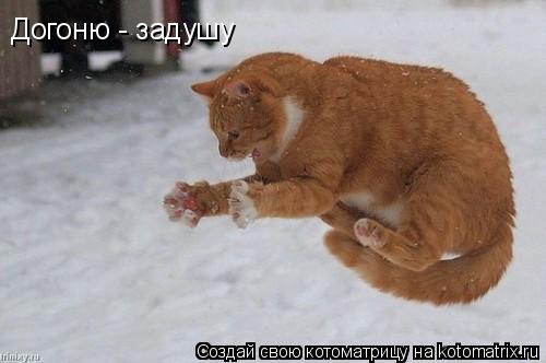 Догоню - задушу... Котоматрица: Догоню - задушу
