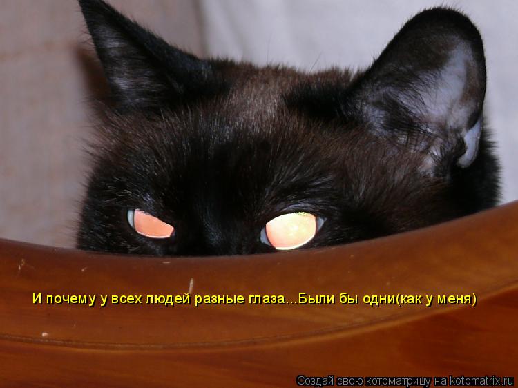 И почему у всех людей разные глаза...Были бы одни(как у меня)... Котоматрица: И почему у всех людей разные глаза...Были бы одни(как у меня)