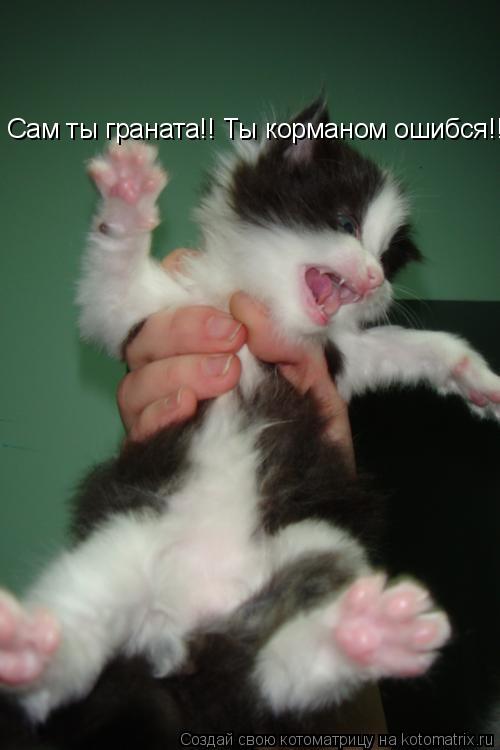 Сам ты граната!! Ты корманом ошибся!!... Котоматрица: Сам ты граната!! Ты корманом ошибся!!