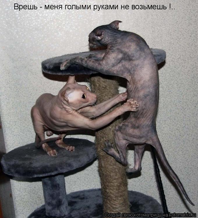 Врешь - меня голыми руками не возьмешь !..... Котоматрица: Врешь - меня голыми руками не возьмешь !..