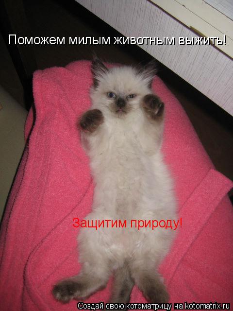 Поможем милым животным выжить! Защитим природу!... Котоматрица: Поможем милым животным выжить! Защитим природу!