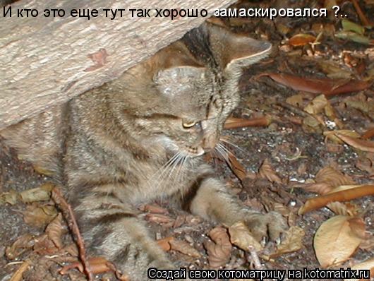 И кто это еще тут так хорошо замаскировался ?..... Котоматрица: И кто это еще тут так хорошо замаскировался ?..