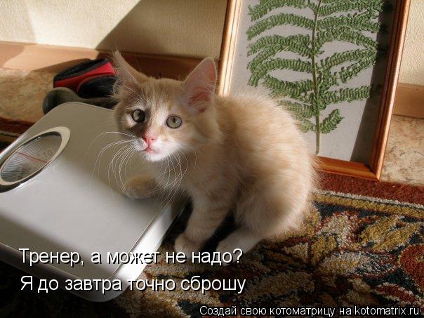 Тренер, а может не надо? Я до завтра точно сброшу... Котоматрица: Тренер, а может не надо? Я до завтра точно сброшу