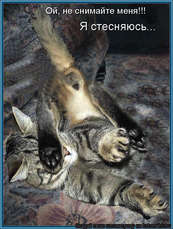 Ой, не снимайте меня!!! Я стесняюсь...... Котоматрица: Ой, не снимайте меня!!! Я стесняюсь...