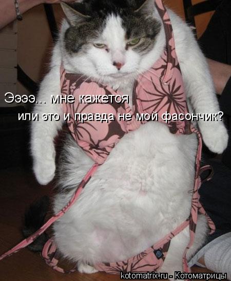 Ээээ... мне кажется или это и правда не мой фасончик?... Котоматрица: Ээээ... мне кажется или это и правда не мой фасончик?