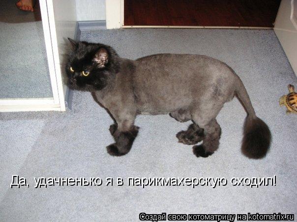 Да, удачненько я в парикмахерскую сходил!... Котоматрица: Да, удачненько я в парикмахерскую сходил!