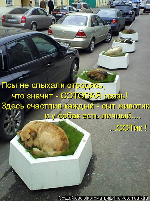 Псы не слыхали отродясь, что значит - СОТОВАЯ связь! Здесь счастлив каждый - сыт животик и у собак ес... Котоматрица: Псы не слыхали отродясь, что значит - СОТОВАЯ связь! Здесь счастлив каждый - сыт животик и у собак есть личный.... ...СОТик !