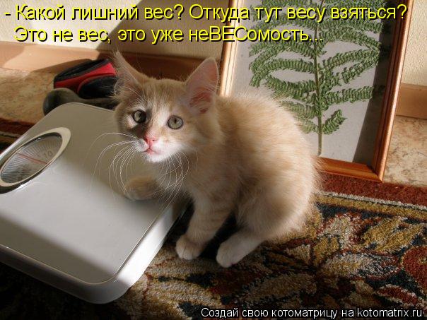 - Какой лишний вес? Откуда тут весу взяться? Это не вес, это уже неВЕСомость...... Котоматрица: - Какой лишний вес? Откуда тут весу взяться? Это не вес, это уже неВЕСомость...
