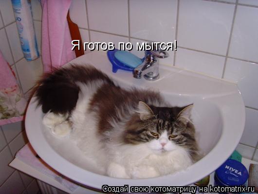 Я готов по мытся!... Котоматрица: Я готов по мытся!