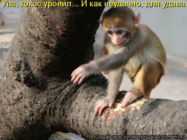 Упс, кокос уронил... И как неудачно, для удава.... Котоматрица: Упс, кокос уронил... И как неудачно, для удава.