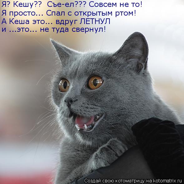 Котоматрица: Я просто….. Спал с открытым ртом! Я? Кешу??  Съе-ел??? Совсем не то! А Кеша это….. вдруг ЛЕТНУЛ и …..это..… не туда свернул!