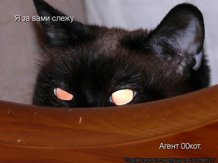Я за вами слежу. Агент 00кот.... Котоматрица: Я за вами слежу. Агент 00кот.