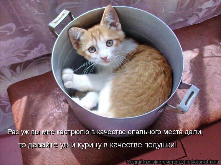 Раз уж вы мне кастрюлю в качестве спального места дали, то давайте уж и курицу в качестве подушки!... Котоматрица: Раз уж вы мне кастрюлю в качестве спального места дали, то давайте уж и курицу в качестве подушки!