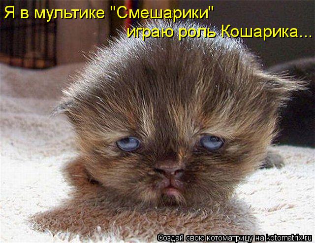 Я в мультике "Смешарики" играю роль Кошарика...... Котоматрица: Я в мультике "Смешарики" играю роль Кошарика...