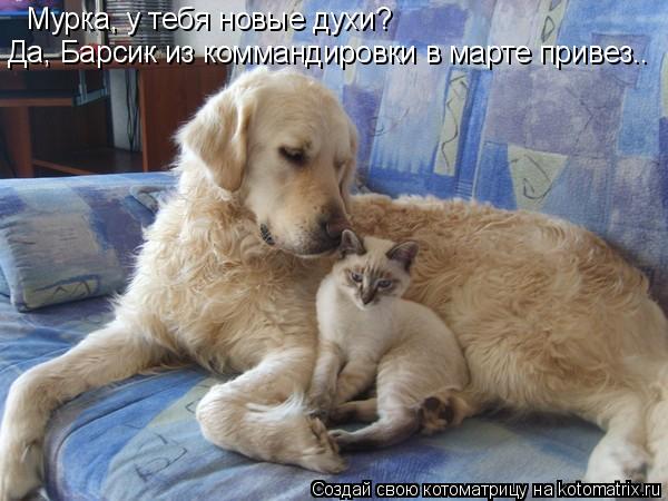 Мурка, у тебя новые духи? Да, Барсик из коммандировки в марте привез..... Котоматрица: Мурка, у тебя новые духи? Да, Барсик из коммандировки в марте привез..