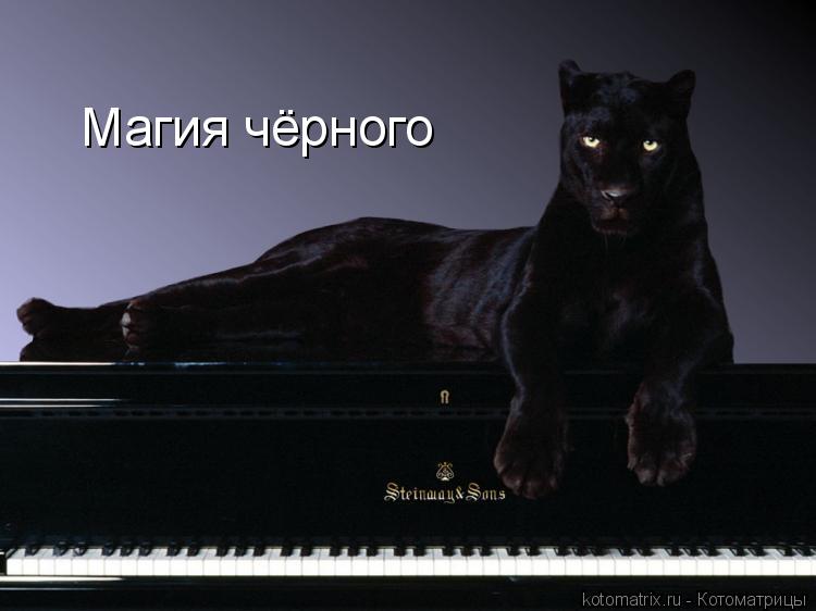 Магия чёрного... Котоматрица: Магия чёрного