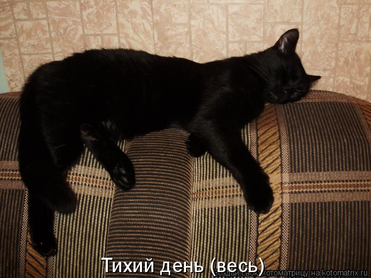 Тихий день (весь)... Котоматрица: Тихий день (весь)
