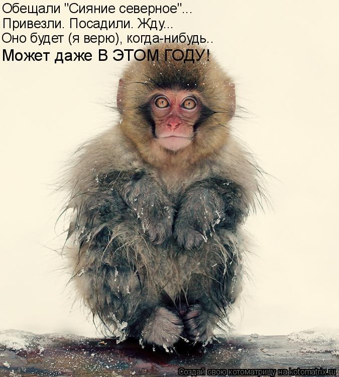 Обещали "Сияние северное"... Привезли. Посадили. Жду... Оно будет (я верю), когда-нибудь.. Может даже... Котоматрица: Обещали "Сияние северное"... Привезли. Посадили. Жду... Оно будет (я верю), когда-нибудь.. Может даже В ЭТОМ ГОДУ!