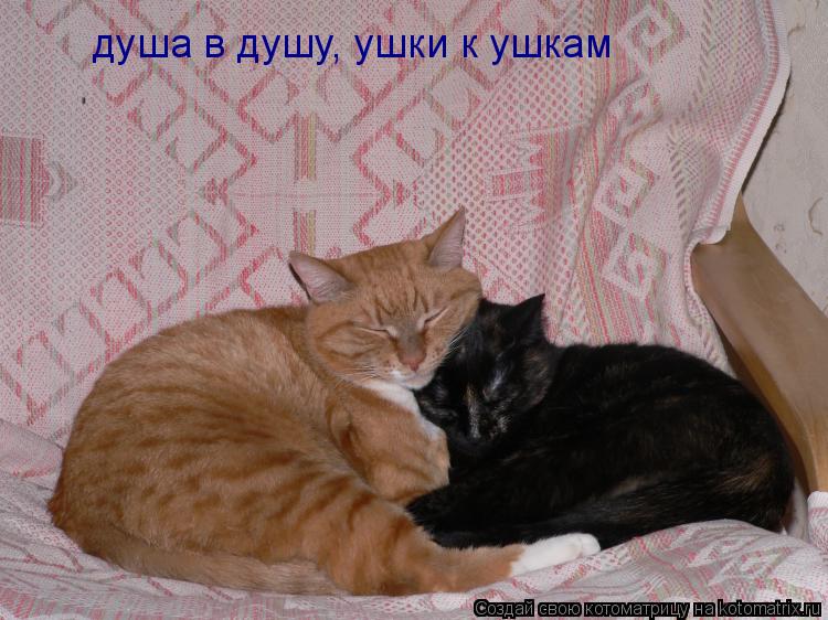 душа в душу, ушки к ушкам... Котоматрица: душа в душу, ушки к ушкам