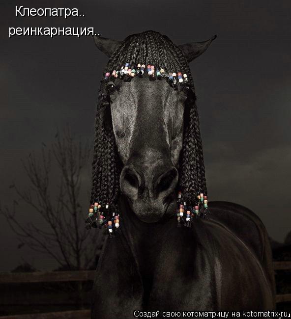 Клеопатра.. реинкарнация..... Котоматрица: Клеопатра.. реинкарнация..