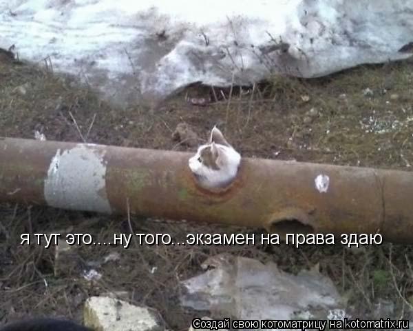 я тут это....ну того...экзамен на права здаю... Котоматрица: я тут это....ну того...экзамен на права здаю