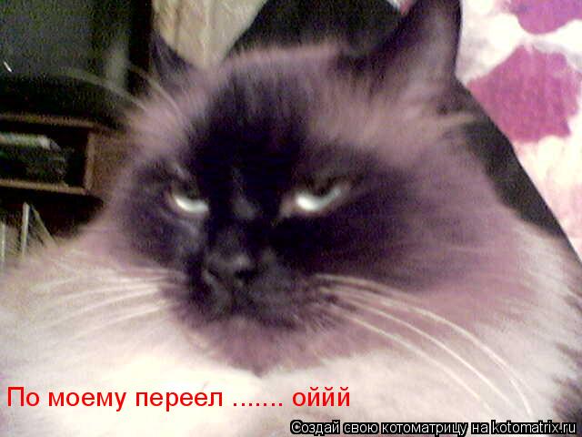 По моему переел ....... оййй... Котоматрица: По моему переел ....... оййй