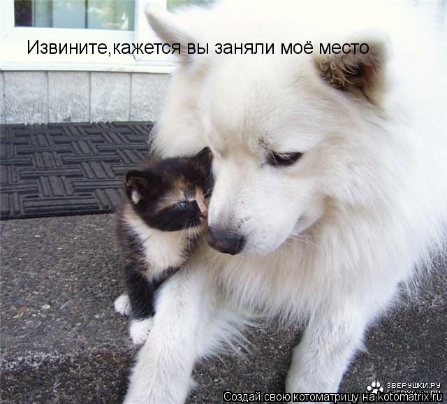 Извините,кажется вы заняли моё место... Котоматрица: Извините,кажется вы заняли моё место