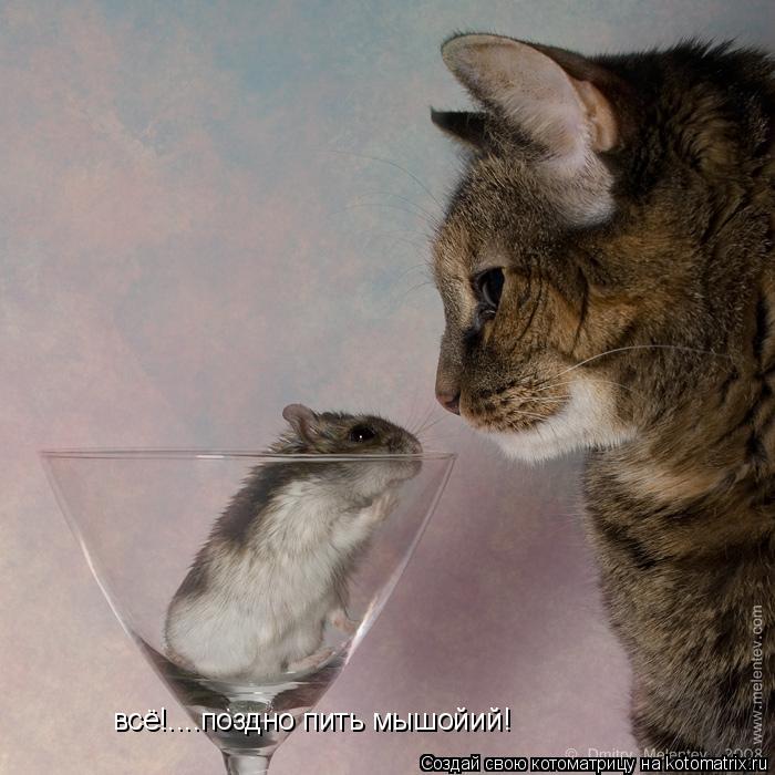 всё!....поздно пить мышойий!... Котоматрица: всё!....поздно пить мышойий!