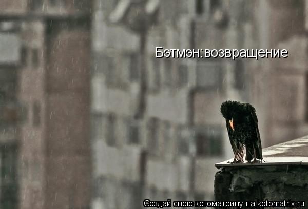 Бэтмэн:возвращение... Котоматрица: Бэтмэн:возвращение