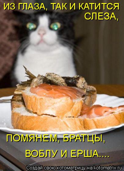 СЛЕЗА, ИЗ ГЛАЗА, ТАК И КАТИТСЯ ПОМЯНЕМ, БРАТЦЫ, ВОБЛУ И ЕРША....... Котоматрица: СЛЕЗА, ИЗ ГЛАЗА, ТАК И КАТИТСЯ ПОМЯНЕМ, БРАТЦЫ, ВОБЛУ И ЕРША....