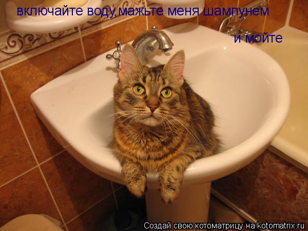 включайте воду,мажьте меня шампунем и мойте... Котоматрица: включайте воду,мажьте меня шампунем и мойте