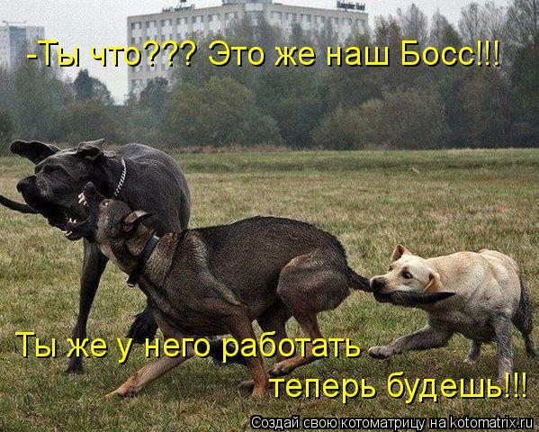 -Ты что??? Это же наш Босс!!! Ты же у него работать теперь будешь!!!... Котоматрица: -Ты что??? Это же наш Босс!!! Ты же у него работать теперь будешь!!!