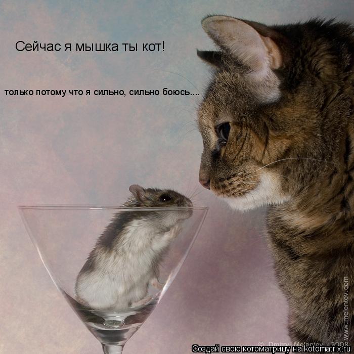 Сейчас я мышка ты кот! только потому что я сильно, сильно боюсь....... Котоматрица: Сейчас я мышка ты кот! только потому что я сильно, сильно боюсь....
