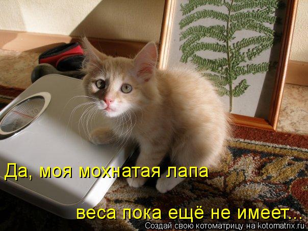 Да, моя мохнатая лапа веса пока ещё не имеет...... Котоматрица: Да, моя мохнатая лапа веса пока ещё не имеет...