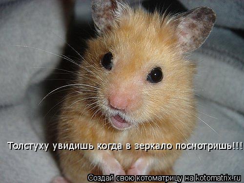 Толстуху увидишь когда в зеркало посмотришь!!!... Котоматрица: Толстуху увидишь когда в зеркало посмотришь!!!