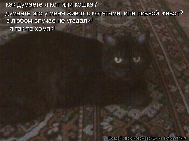 думаете это у меня живот с котятами, или пивной живот? в любом случае не угадали! как думаете я кот и... Котоматрица: думаете это у меня живот с котятами, или пивной живот? в любом случае не угадали! как думаете я кот или кошка? я так-то хомяк!