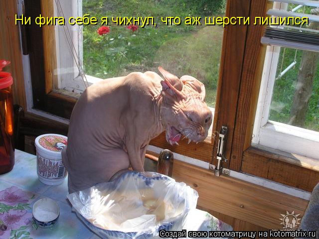Ни фига себе я чихнул, что аж шерсти лишился... Котоматрица: Ни фига себе я чихнул, что аж шерсти лишился