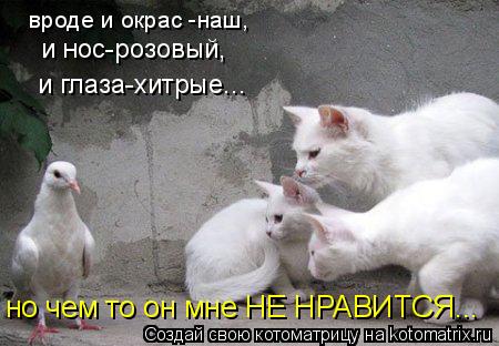Котоматрица: вроде и окрас -наш, и нос-розовый, и глаза-хитрые... но чем то он мне НЕ НРАВИТСЯ...