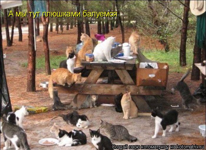 А мы тут плюшками балуемся... Котоматрица: А мы тут плюшками балуемся