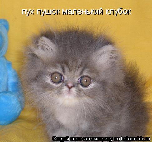 пух пушок маленький клубок... Котоматрица: пух пушок маленький клубок