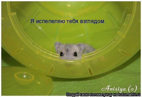 Я испепеляю тебя взглядом... Котоматрица: Я испепеляю тебя взглядом