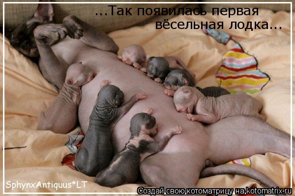 ...Так появилась первая вёсельная лодка...... Котоматрица: ...Так появилась первая вёсельная лодка...