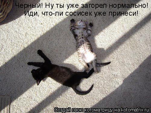 Черный! Ну ты уже загорел нормально! Иди, что-ли сосисек уже принеси!... Котоматрица: Черный! Ну ты уже загорел нормально! Иди, что-ли сосисек уже принеси!