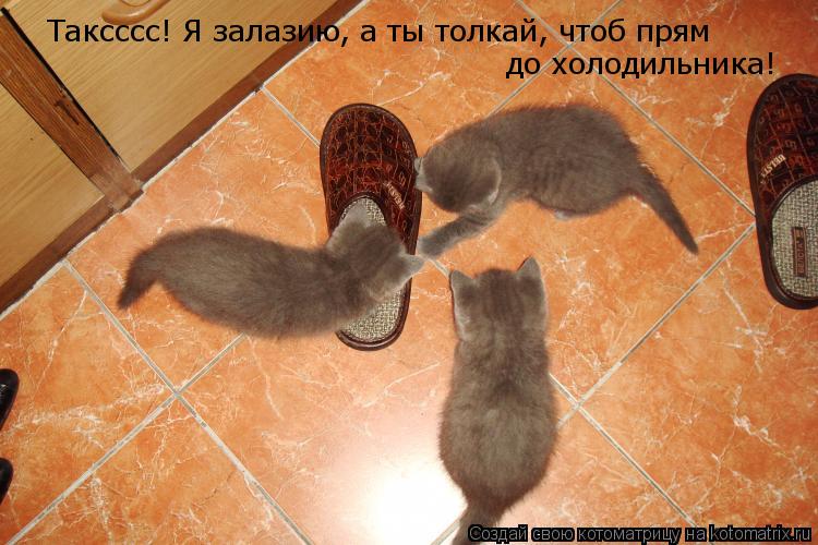 Таксссс! Я залазию, а ты толкай, чтоб прям до холодильника!... Котоматрица: Таксссс! Я залазию, а ты толкай, чтоб прям до холодильника!