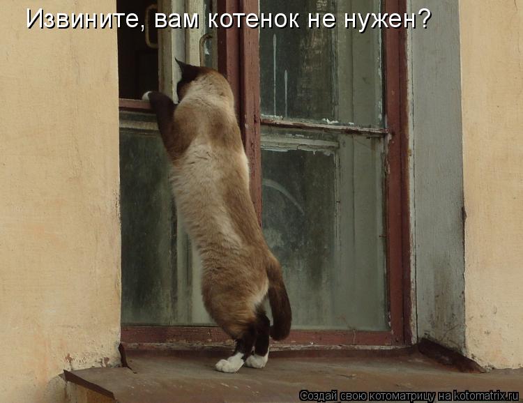 Извините, вам котенок не нужен?... Котоматрица: Извините, вам котенок не нужен?