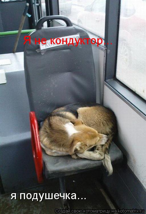 Я не кондуктор... я подушечка...... Котоматрица: Я не кондуктор... я подушечка...