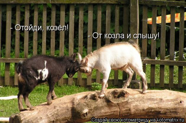 - От козла и слышу! - Отойди, козёл!... Котоматрица: - От козла и слышу! - Отойди, козёл!