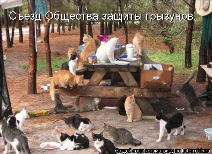 Съезд Общества защиты грызунов.... Котоматрица: Съезд Общества защиты грызунов.