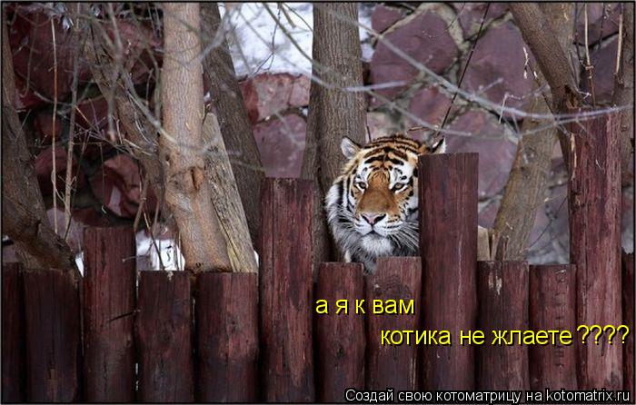 котика не жлаете а я к вам ????... Котоматрица: котика не жлаете а я к вам ????